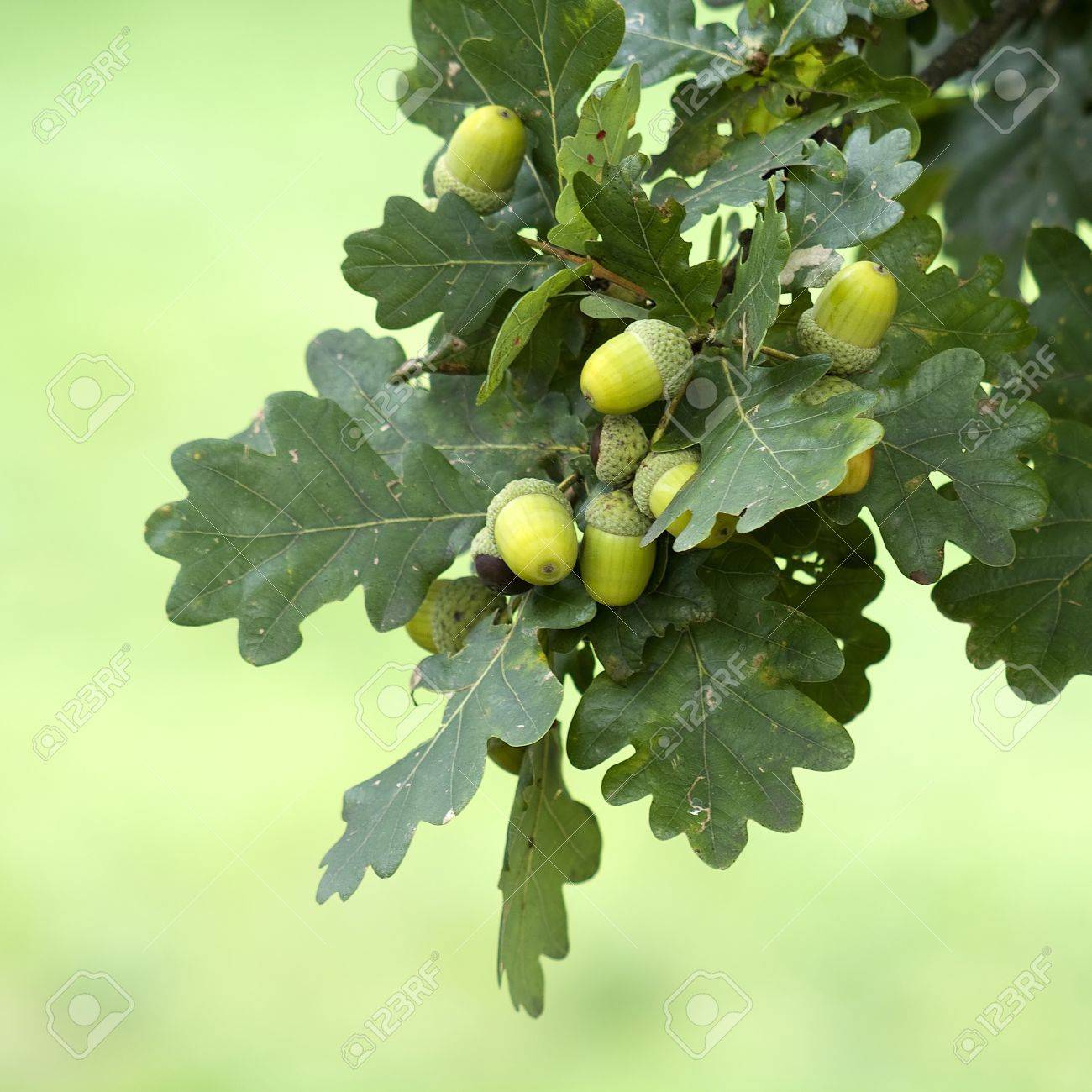 Branche de chêne