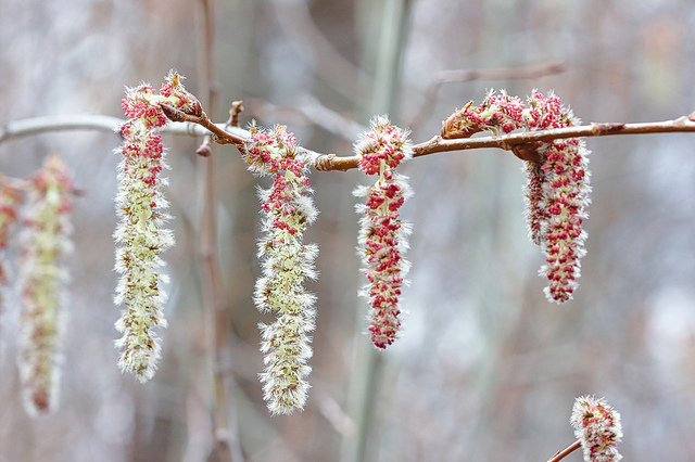 Fleur de Bach – ASPEN (n°2)
