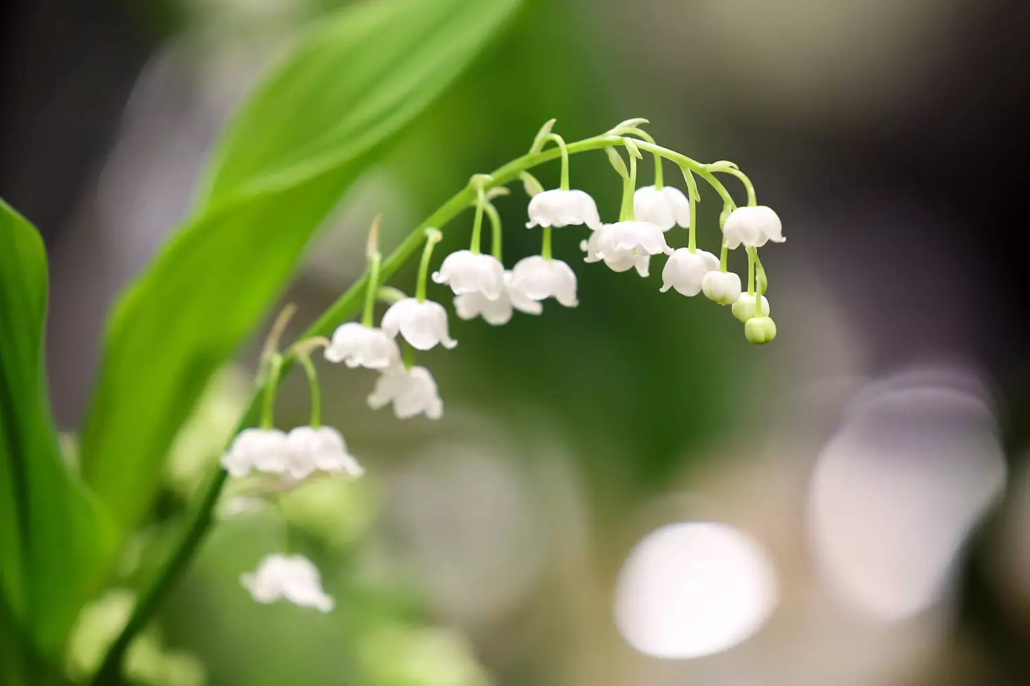 Brin de muguet et ses clochettes blanches