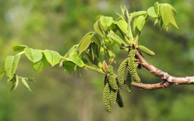 Fleur de Bach – Walnut (33)