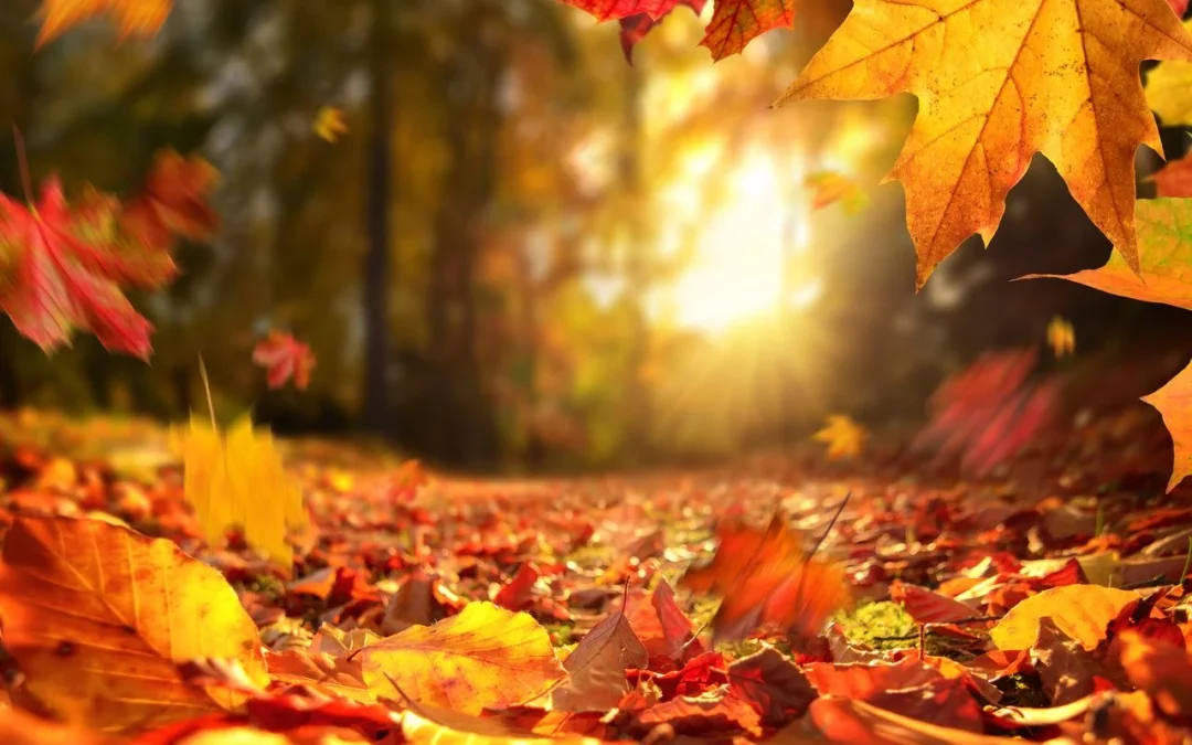 Octobre — accueillir l&rsquo;automne et préserver son souffle